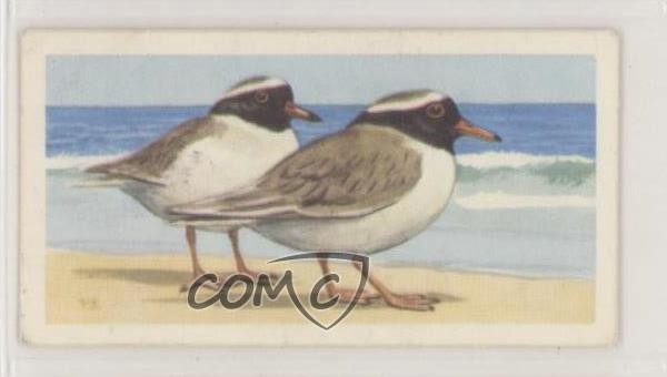 1963 Brooke Bond Wildlife in Danger Tea Nuova Zelanda Shore Plover #36 0e3