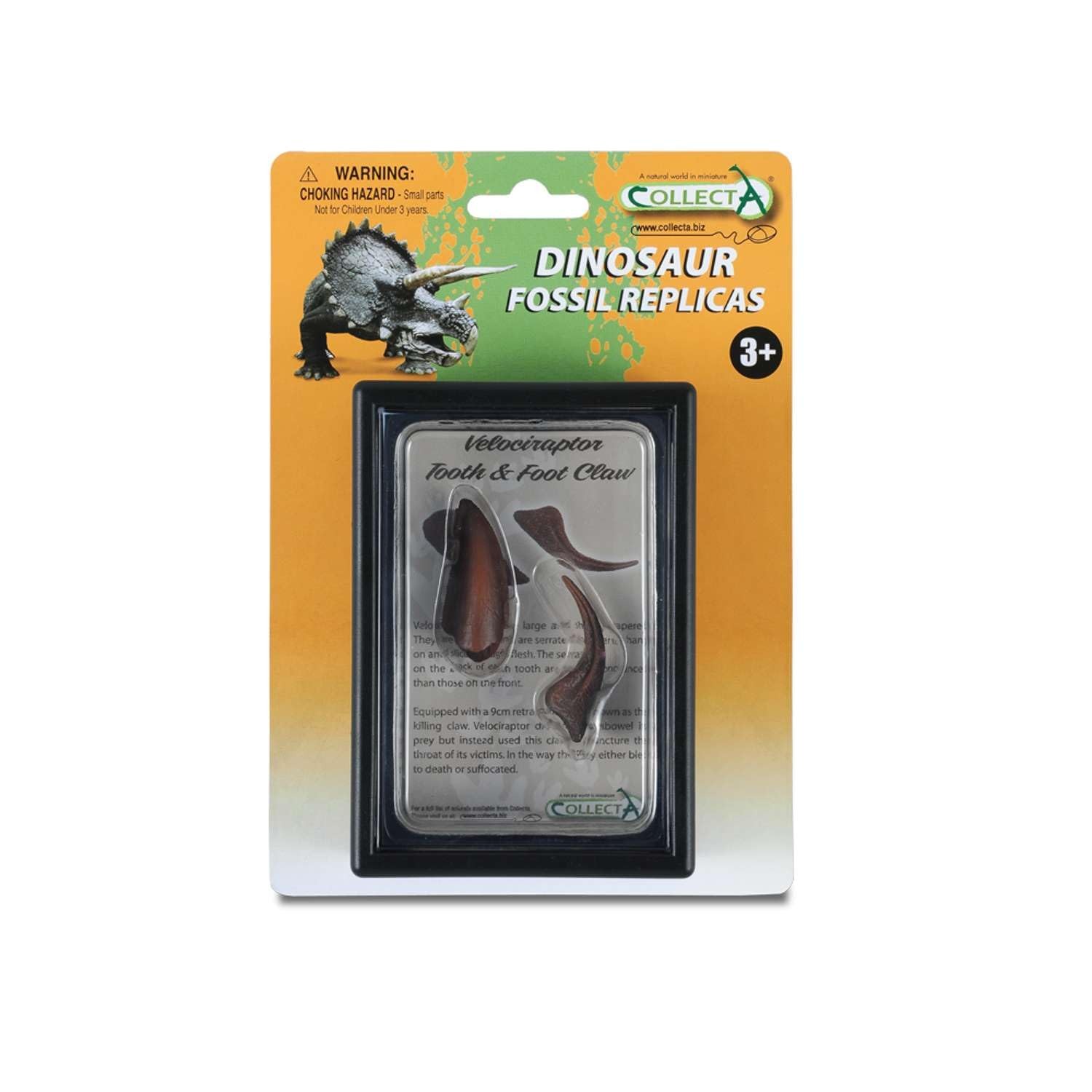 Denti e Zampe di Velociraptor Box Set Dinosauri Creature Preistoriche