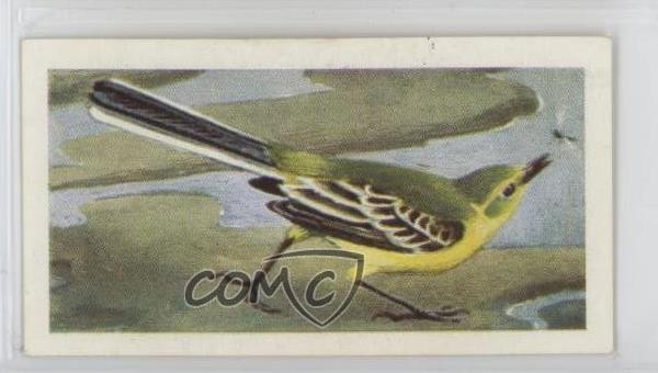1965 Brooke Bond Wild Birds in Britain Yellow Wagtail #14 2p7