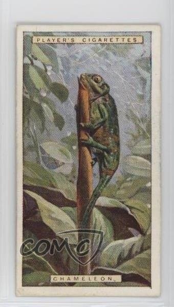1924 Player's Natural History Tobacco Chameleon #13 1i3