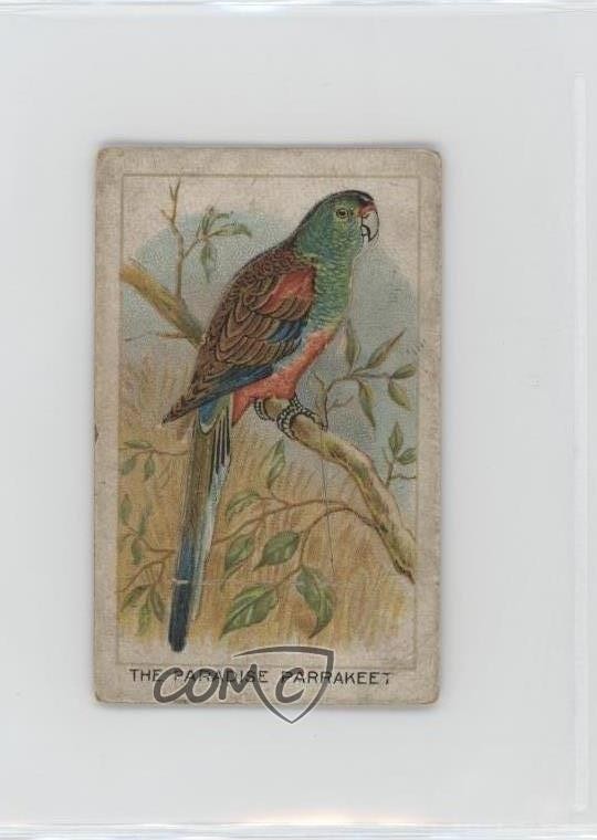1925 Wills Birds Beasts and Fishes Tobacco The Paradise Parrakeet #21 0l4h