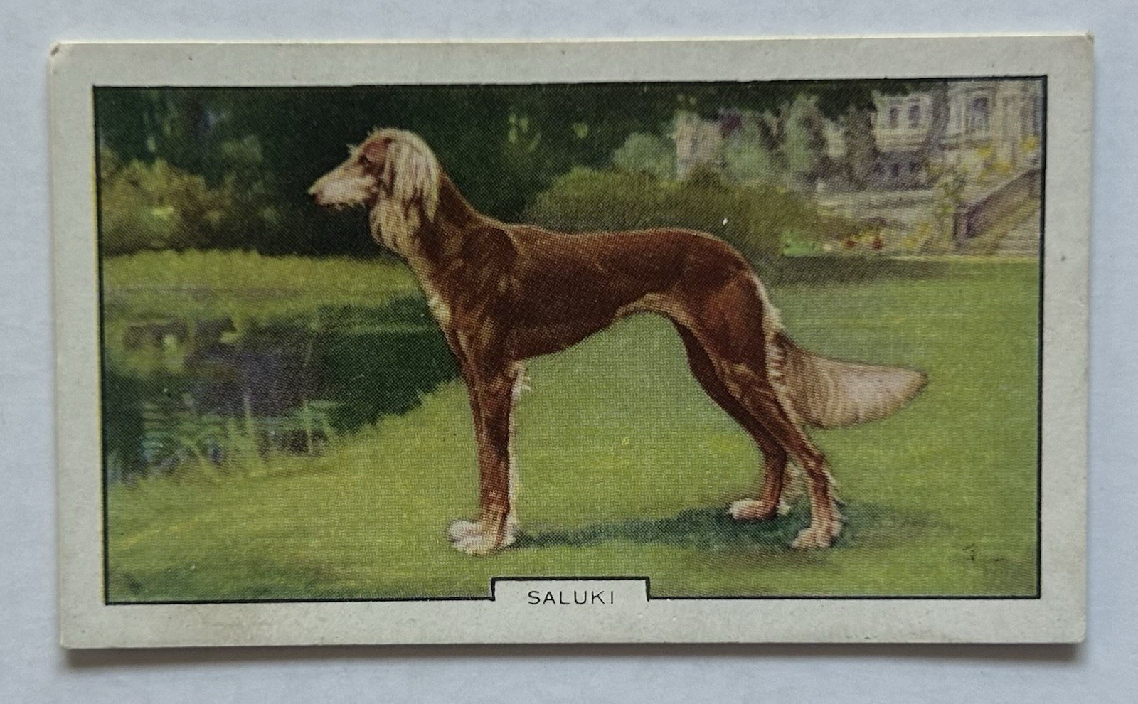 Gallaher Dogs 2nd Series No 9 Saluki Cigarette Card Vintage Tobacco Card