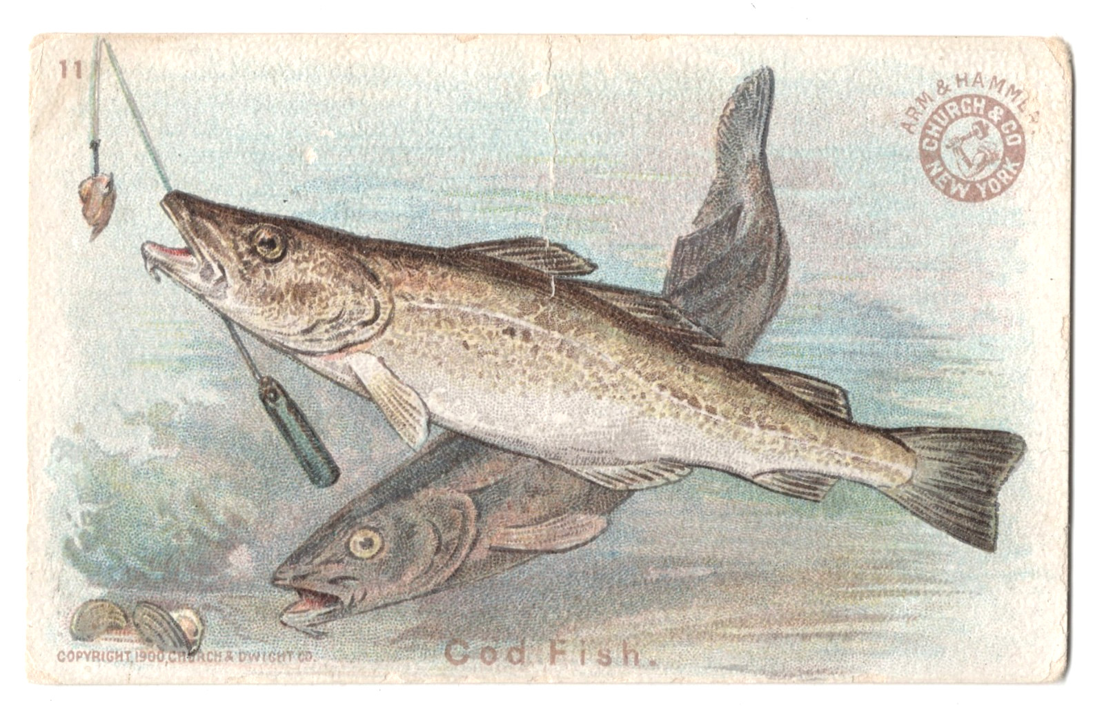 1900 Cod Fish Card J15 Arm & Hammer Soda Church & Dwight #11 Trading Card
