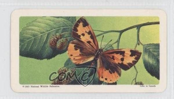 1965 Brooke Bond Red Rose Butterflies of North America Tea Harvester #28 0a1