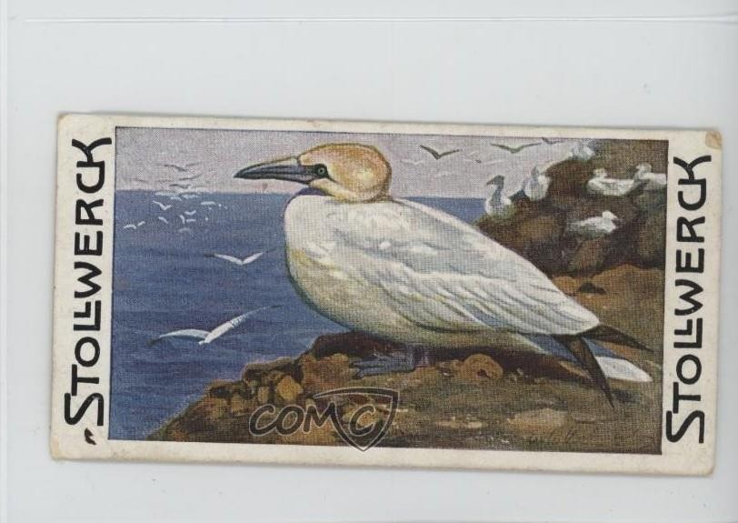 Cioccolatini Stollwerck 1900 Règne edizione cibo animale francese Le Fou de Bassan 15ia