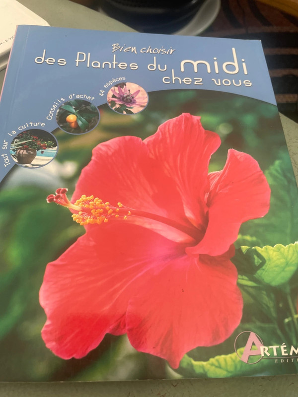 Bien choisir des plantes du midi chez vous