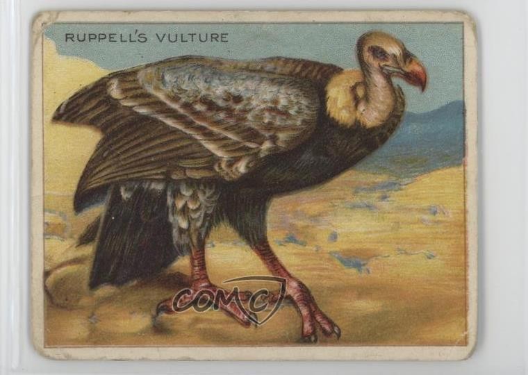 1909-11 Hassan Serie Animali Tabacco T29 Avvoltoio di Ruppell 14rq