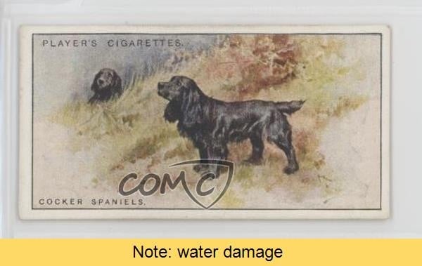 1925 Player's Dogs Tabacco Cocker Spaniel #35 LEGGI l7u