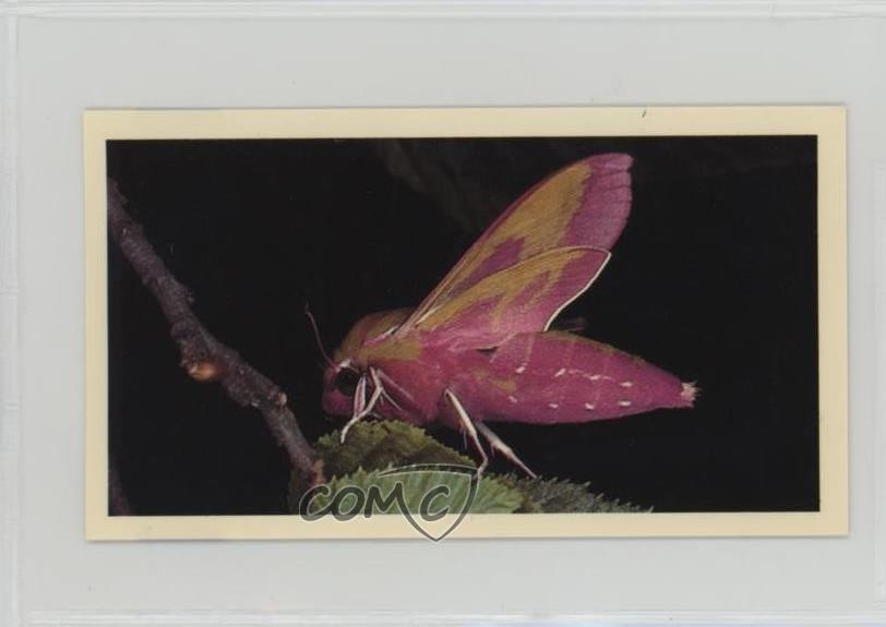 1987 Grandee Britain's Nocturnal Wildlife Elephant Hawk Moth #20 0f3j