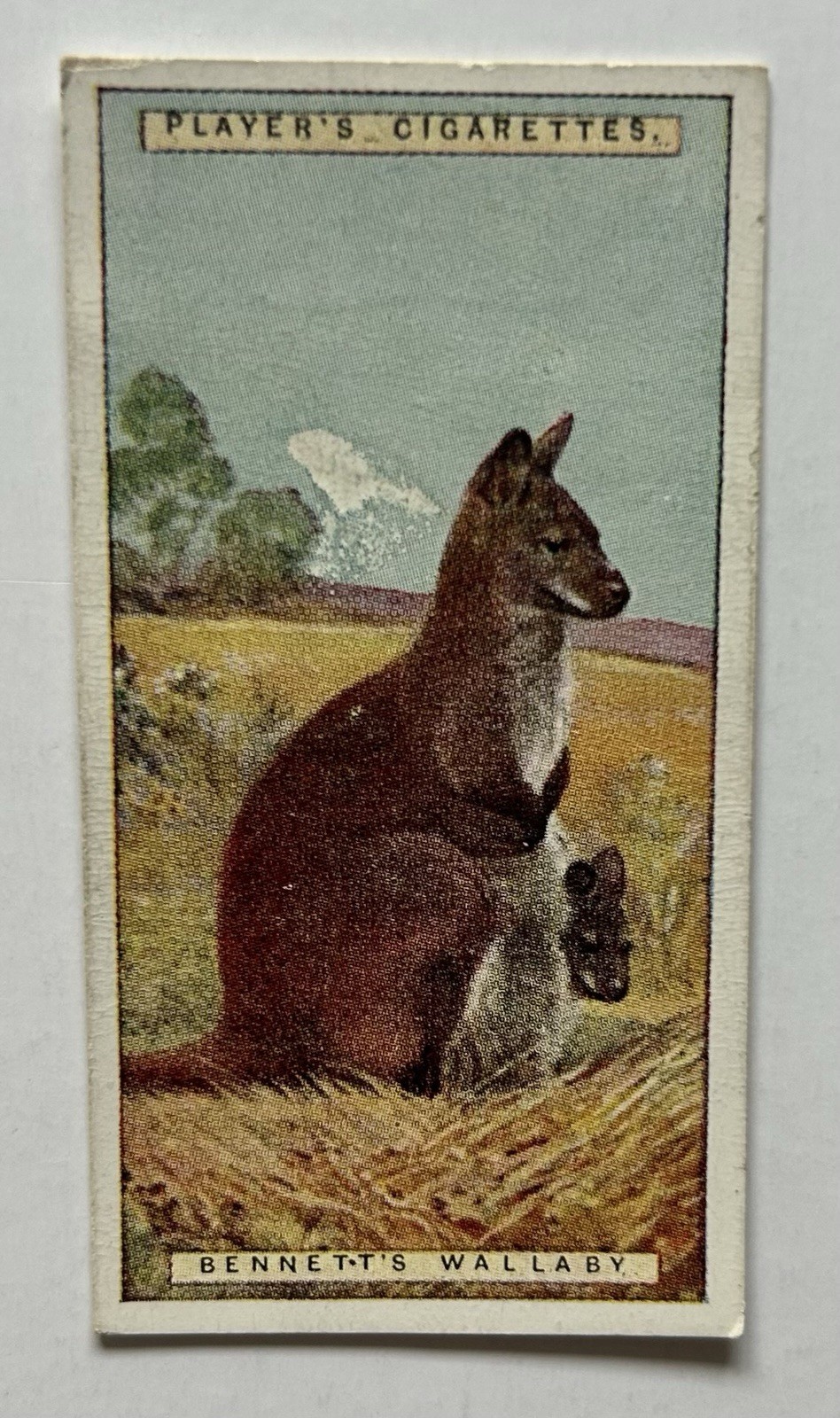 Player’s Natural History Bennett’s Wallaby n. 47 carte tabacco vintage TR13