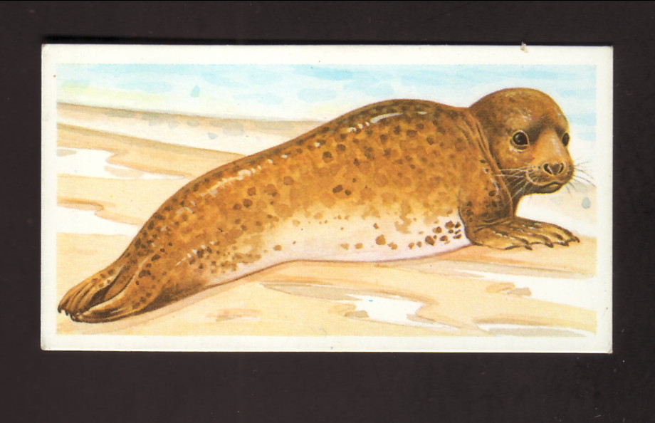 Carta da tè inglese Seal Brooke Bond 1990 25 quasi nuova