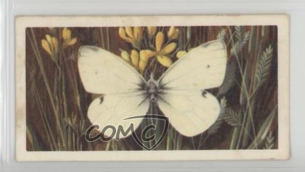 1963 Brooke Bond British Butterflies Tea Small White #41 0y5