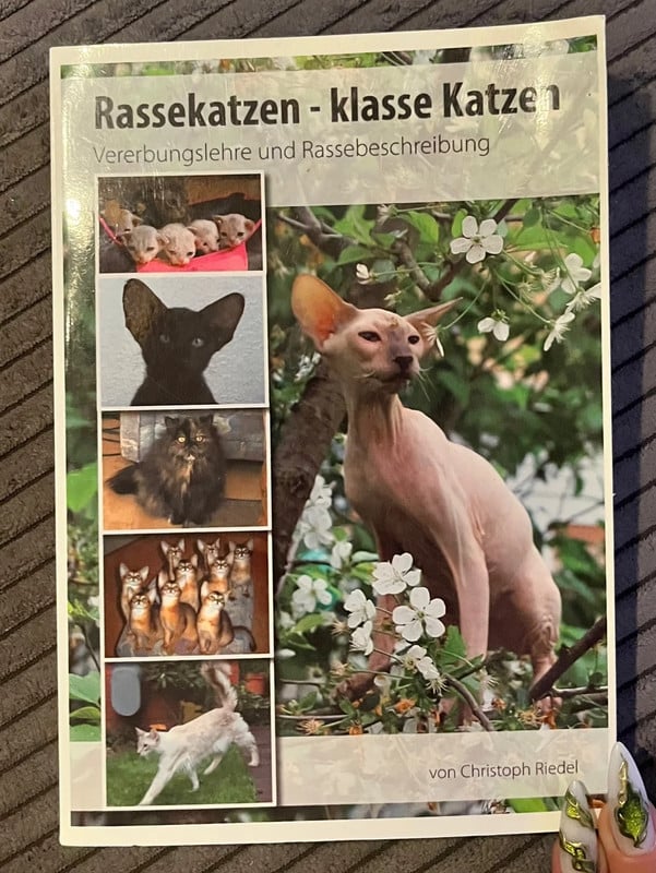 Rassekatzen - klasse Katzen von Christoph Riedel