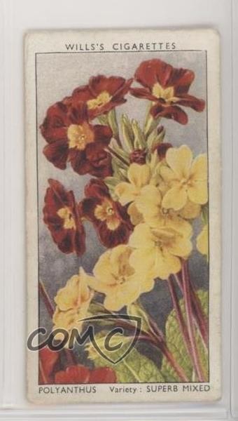 1939 Wills Garden Flowers di Richard Sudell Tobacco Eire (irlandese) Polyanthus 0c6