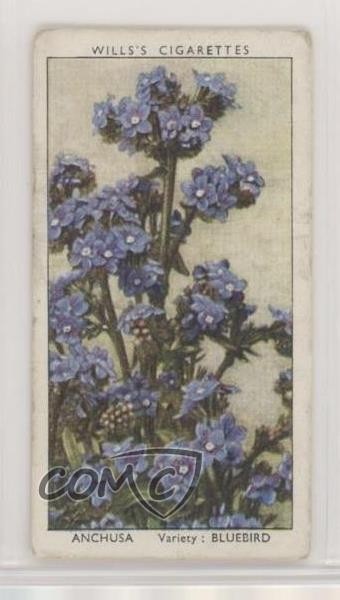 1939 Wills Garden Flowers di Richard Sudell Tabacco Anchusa #2 1md