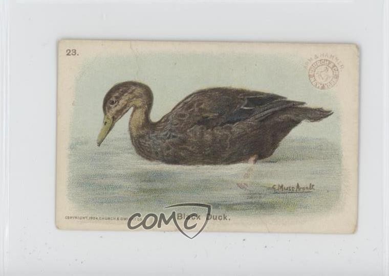 1904 Arm & Hammer Game Bird Series Black Duck #23 0zv5