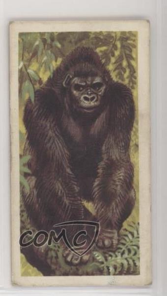 1962 Brooke Bond African Wild Life Tea Gorilla #1 1i3