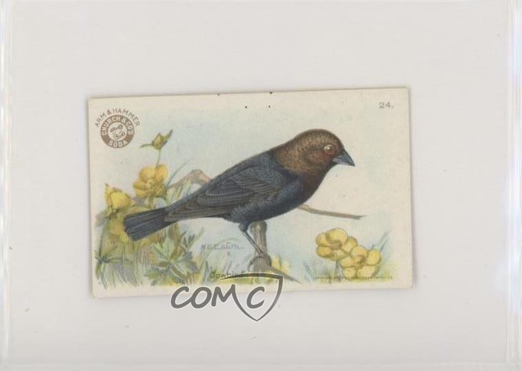 1922 Braccio e Martello Utile Uccellini d'America Serie 3 Cowbird #24 z6d