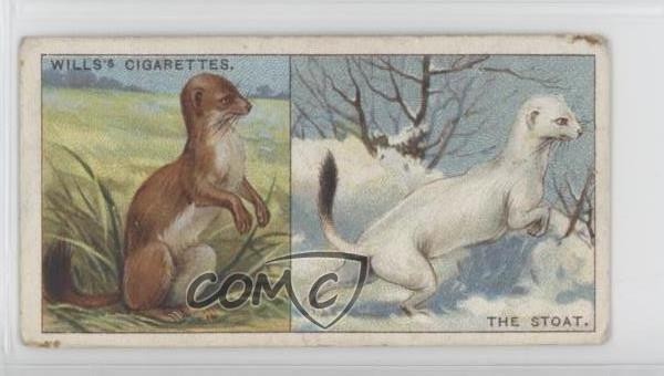 1922 Wills Do You Know Tobacco The Stoat #44 0f3j
