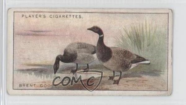 1927 Gioco del Giocatore Uccellini e Pollo Selvatico Tabacco Brent Goose #17 1m8