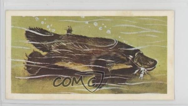 1976 Brooke Bond Wonders of Wildlife Tea The 'Impossible' Animal #26 0f3j
