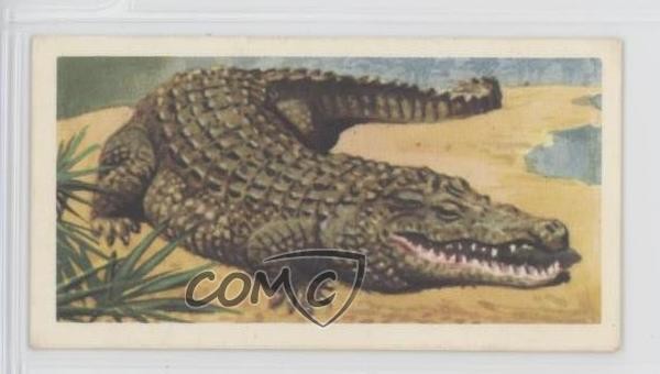 1962 Brooke Bond African Wild Life Tea Nile Crocodile #50 z6d