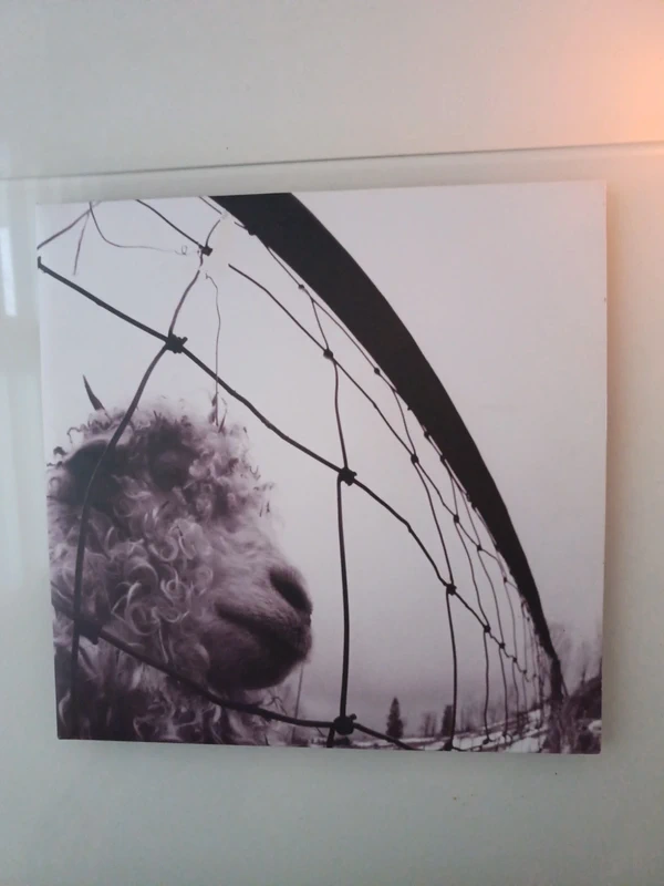Vinyl pearl jam 30th anniversary (faire offre)