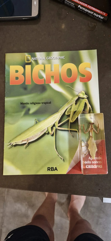 insecto de resina con su revista