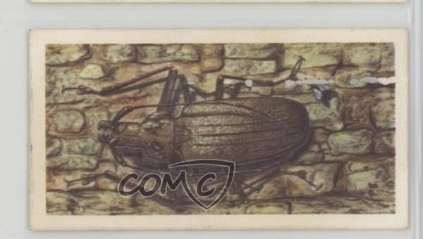 1963 Brooke Bond Wildlife in Danger Tea Gigante Fiji Wood-Noiing Beetle #49 4az