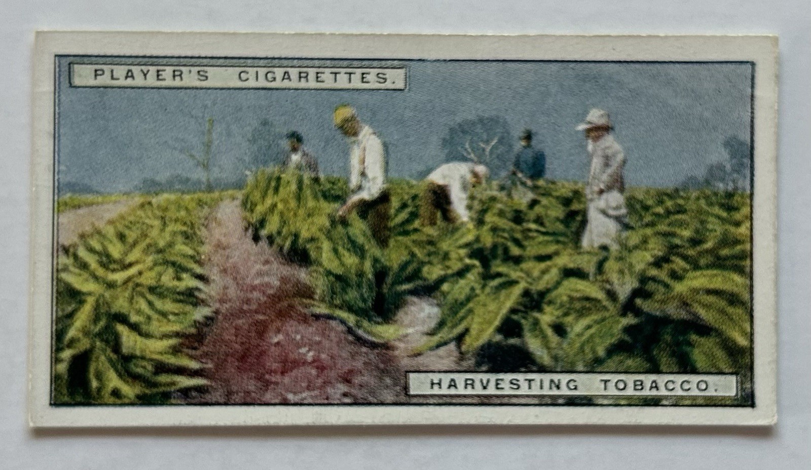 Carta Tabacco Giocatore Raccolta Tabacco Lavoratori Scena Campo #8 CC5