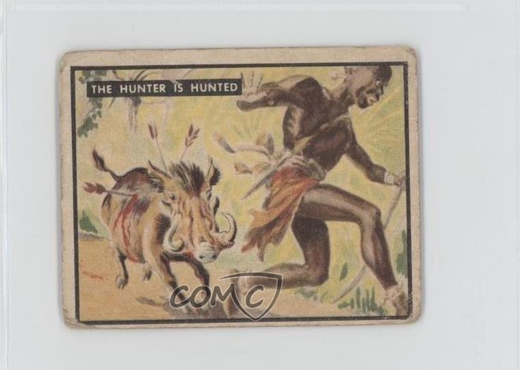 1950 Topps Bring 'Em Back Alive Il cacciatore è cacciato #35 0v9