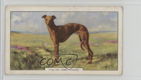 1938 Cani Gallaher Serie 2 Tabacco Levriero Italiano #29 0j8f