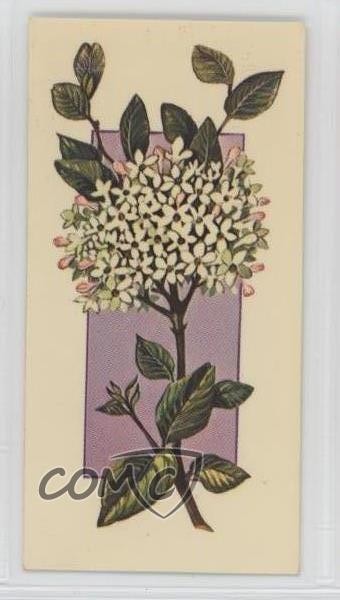 1977 Carreras Craven Black Cat Flowers All the Year Round Tobacco #21 2p7
