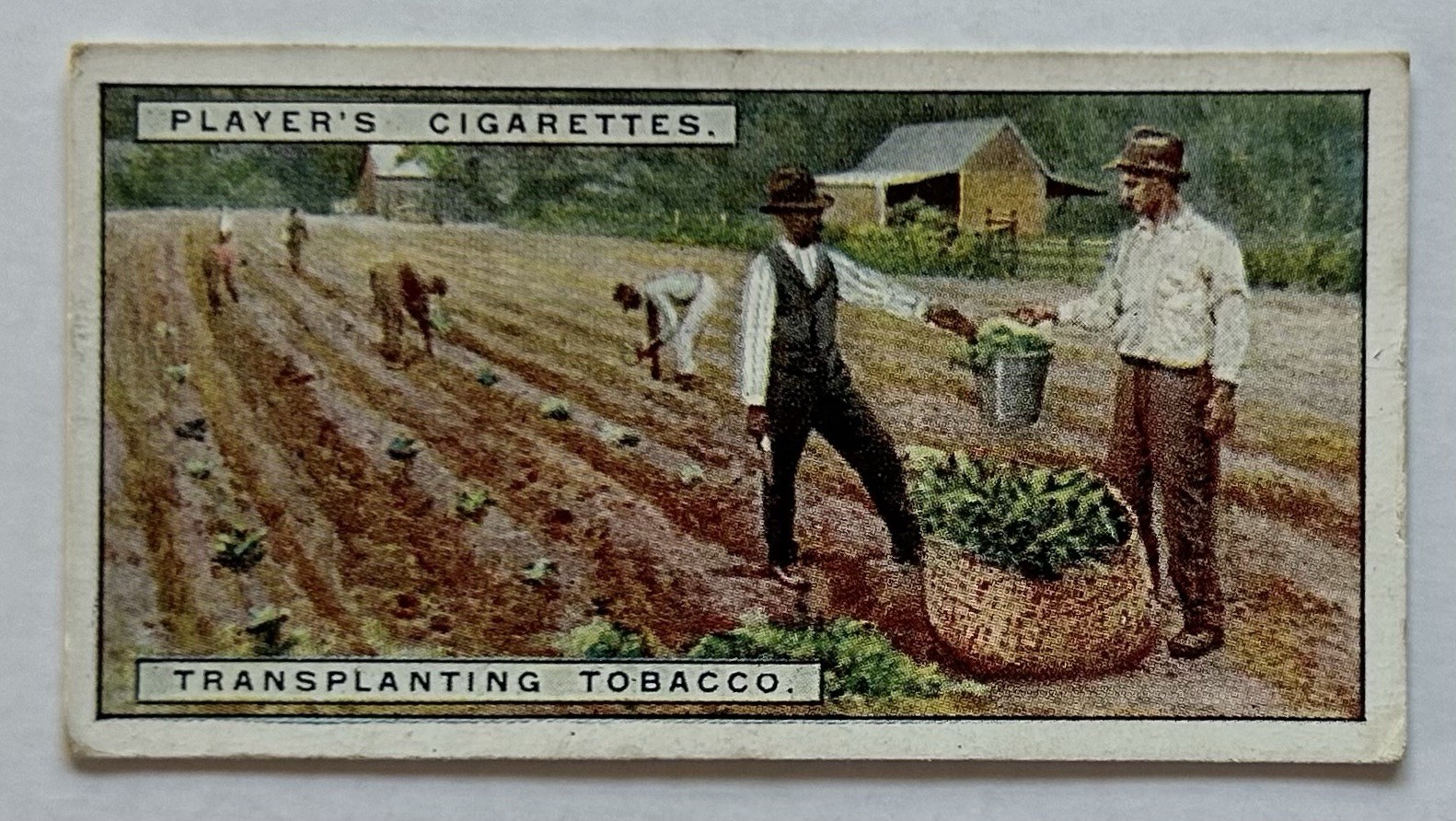 Player’s Tobacco Card Transplanting Tobacco Farm Workers Scene #4 CC5 