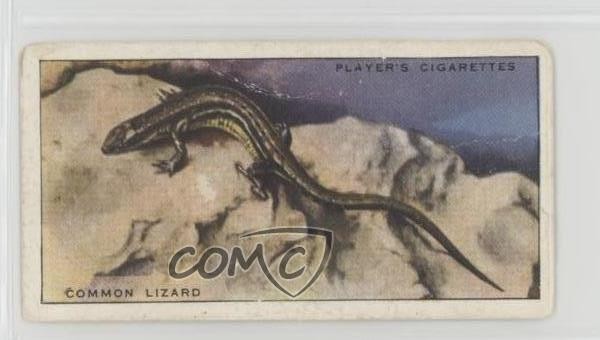 1939 Player's Animals of the Countryside Tobacco Common Lizard #40 0y5