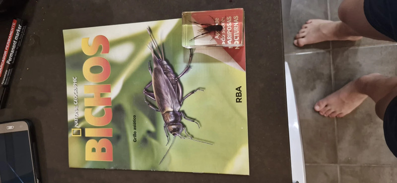 bicho de resina con su revista