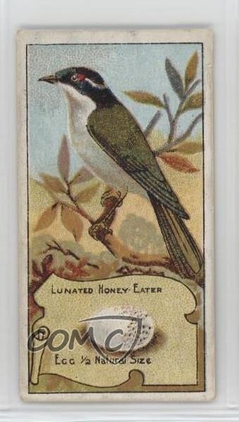 1911 Wills Birds of Australasia Tobacco Capstan Back Lunated Honey-Eater 0l4h
