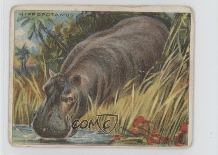 Tabacco serie animali Hassan 1909-11 T29 ippopotamo potamo 0w8f