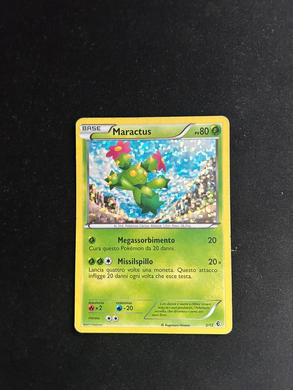 Maractus