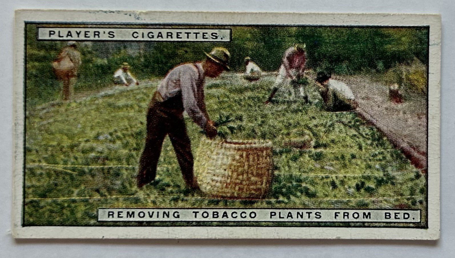 Carta Tabacco Giocatore Rimozione Piante Tabacco Scena Letto #3 CC5