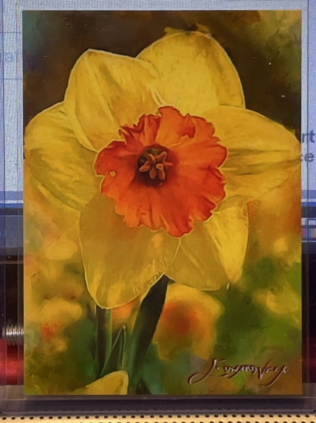 🌺DAFFODIL 31/50 Giclee Sketch Art #1 Card Signed EDWARD VELA 2024 Flowers💐🪻