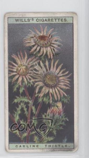 1923 Wills Fiori Selvatici Cardo Carline #43 1i3