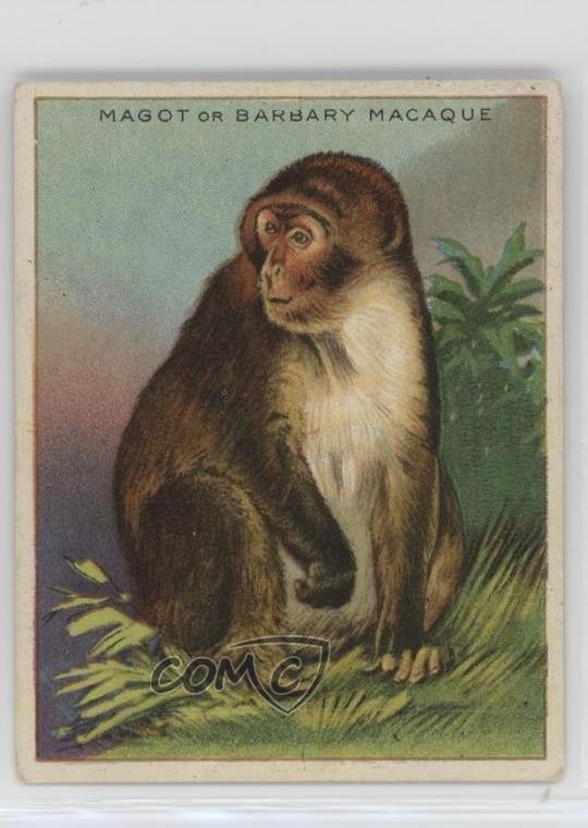 1909-11 Hassan Animali Serie Tabacco T29 Magot o Barbaro Macaco 14rq