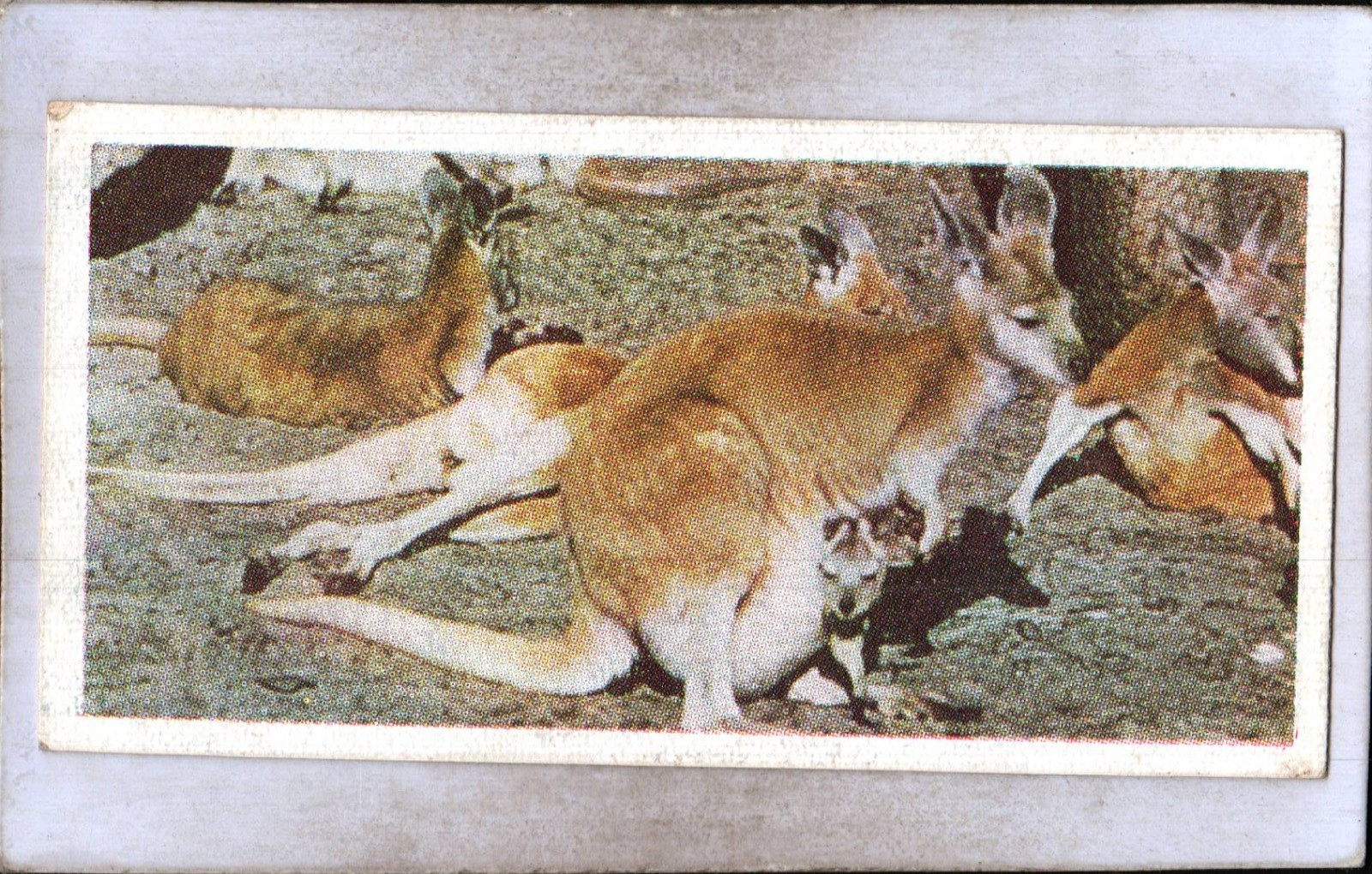 Lyons Tea 1959 Australia Una serie di 48 carte n. 17 canguro