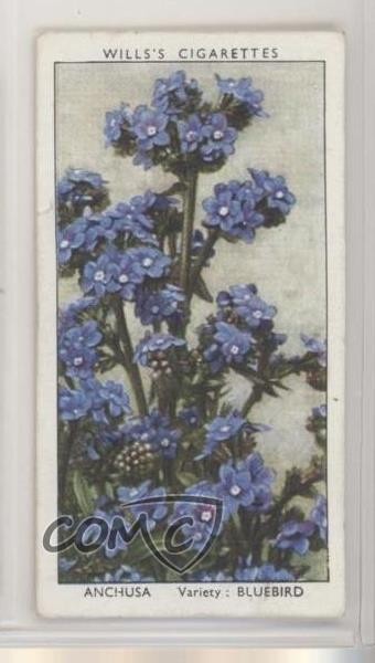 1939 Wills Garden Flowers di Richard Sudell Tobacco Anchusa #2 z6d