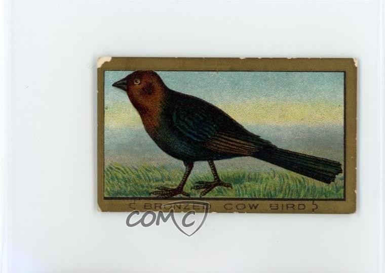 1910 ATC Bird Series T42 Piedmont Cow Bird 0q5