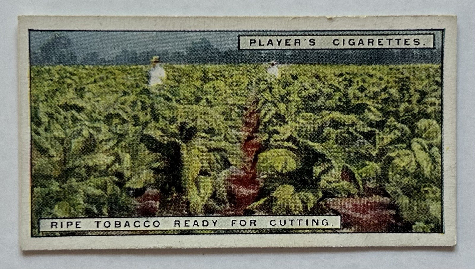 Carta Tabacco Giocatore Tabacco Maturo Pronta da Taglio Campo Scena #7 CC5