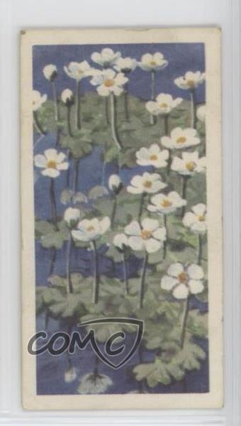 1959 Brooke Bond Fiori Selvatici Serie 2 Water Crowfoot #11 4az