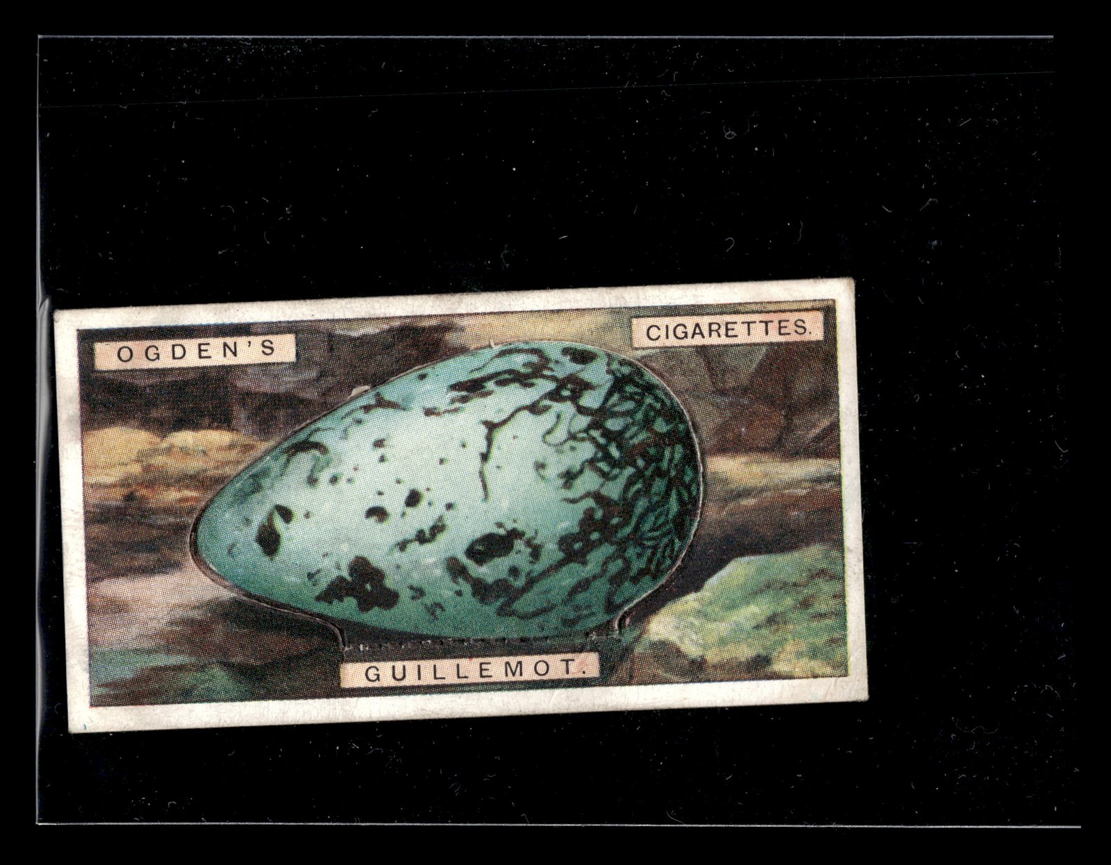 1926 Ogden's British Bird's Eggs (tagliati) #14 Guillemot MID GRADE OTTIMO!