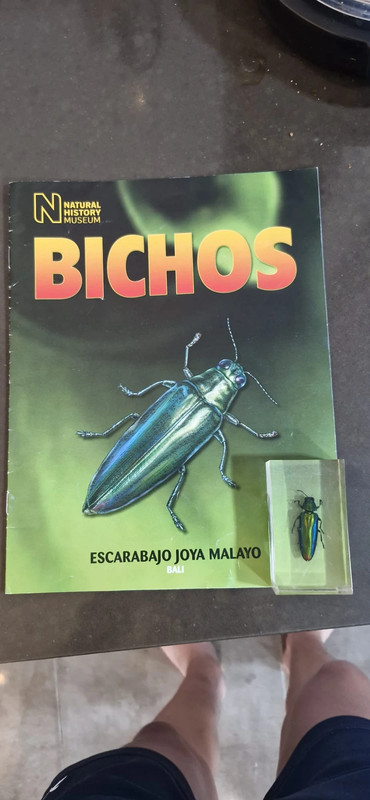 Insecto de resina mas su revista